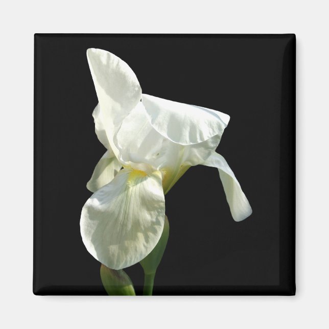 Iris Flower Magnet (Framsidan)