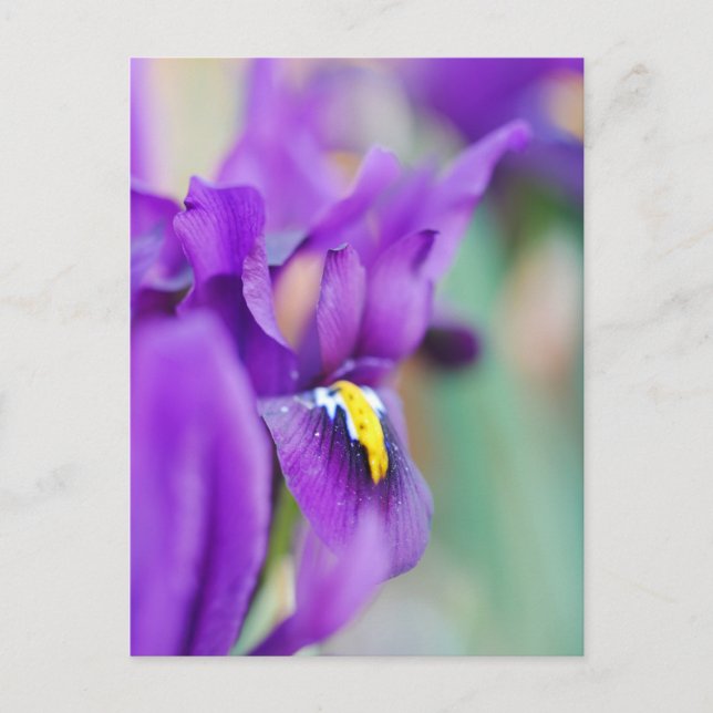 Iris Flower Magnet Helg Vykort (Framsida)