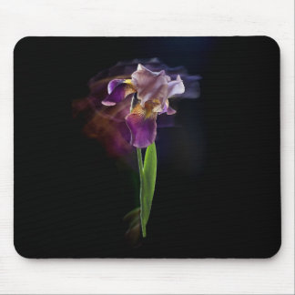 Iris flower on a black background. Long exposure. Musmatta