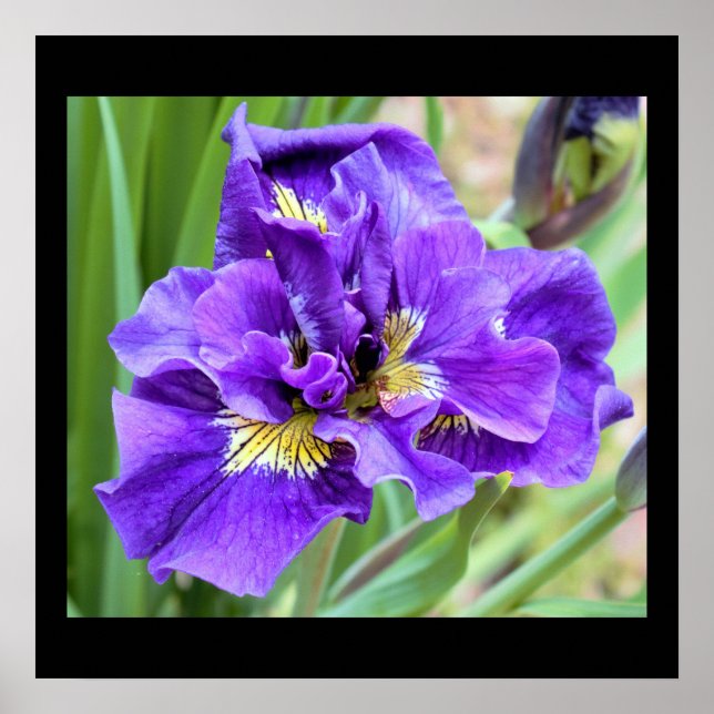 Iris Flower Photo Poster (Framsidan)