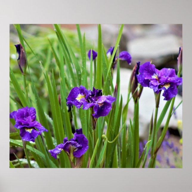 Iris Flower Photo Poster (Framsidan)