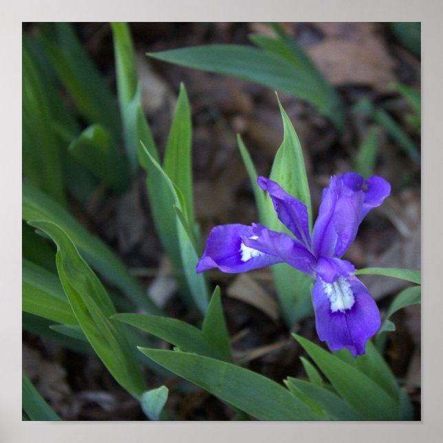 Iris Flower Photo Poster (Framsidan)