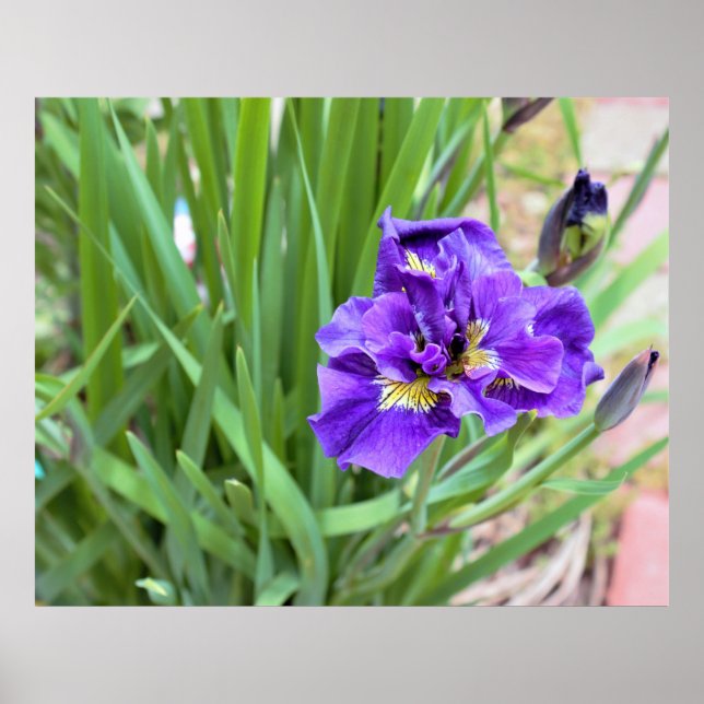 Iris Flower Photo Poster (Framsidan)