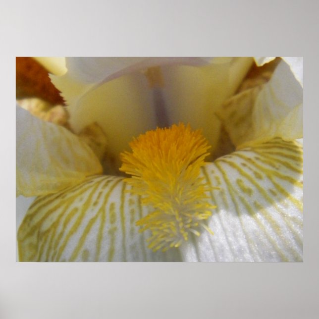 Iris Flower Photograph Poster (Framsidan)