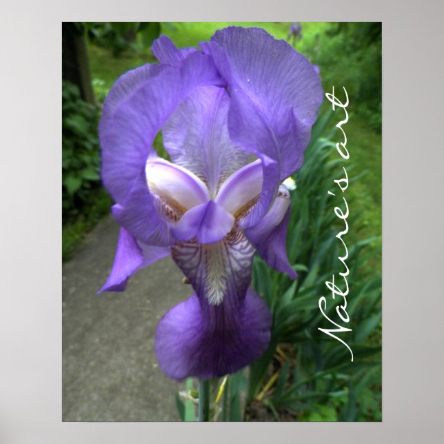 Iris Flower Photograph Poster (Framsidan)