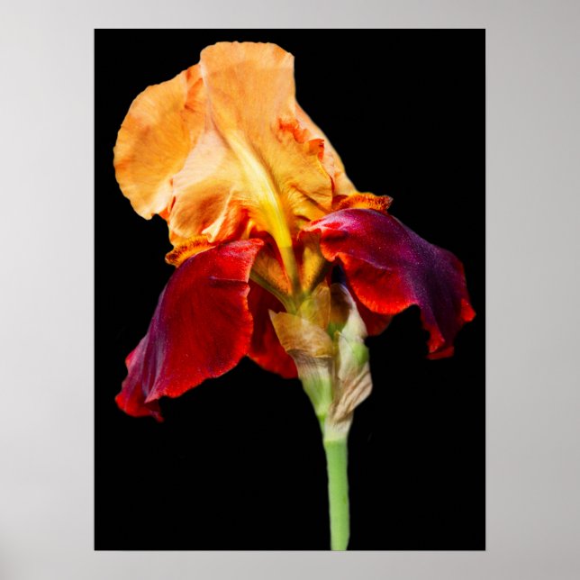 Iris Flower Poster (Framsidan)