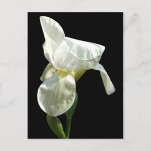 Iris Flower vycard Vykort
