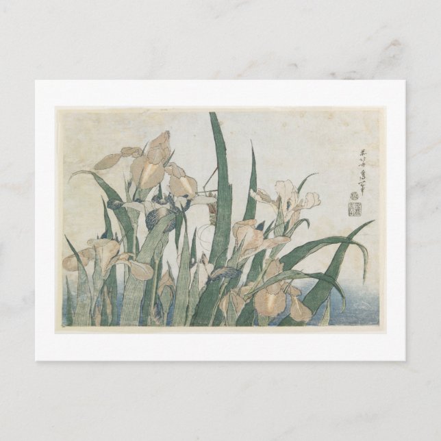 Iris Flowers and Grashopper, 1830-31 Vykort (Framsida)