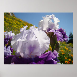 Iris Flowers Art Prints Framed Office Art Poster