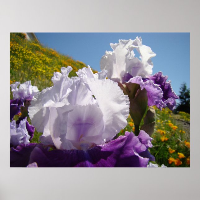 Iris Flowers Art Prints Framed Office Art Poster (Framsidan)