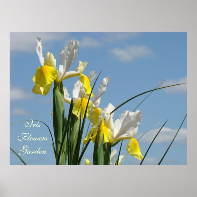Iris Flowers Garden art skriver ut Blå himmel Blom Poster (Framsidan)