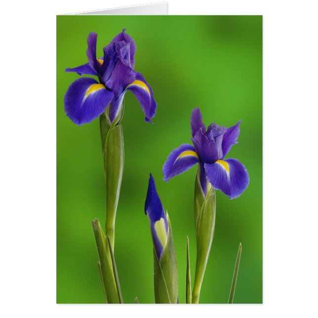 Iris Flowers Hälsningskort (Framsidan)