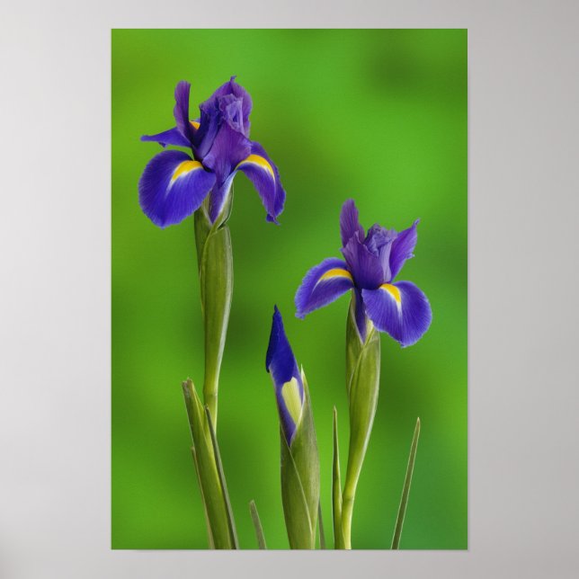 Iris Flowers Poster (Framsidan)