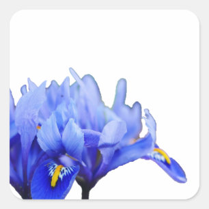 Iris Flowers Sticker Fyrkantigt Klistermärke