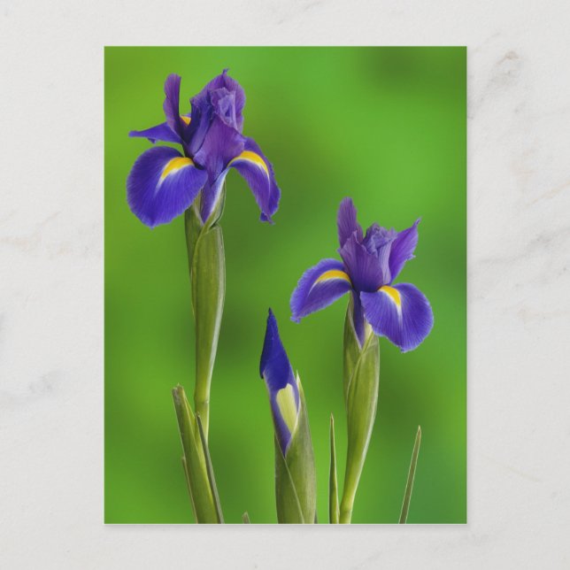 Iris Flowers Vykort (Framsida)