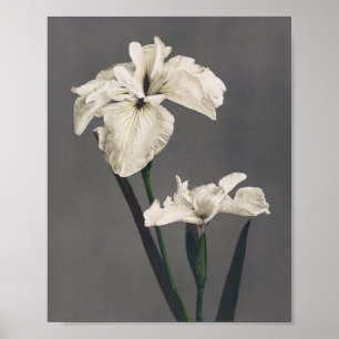 Iris - fotografi av färgaden - Japan Poster