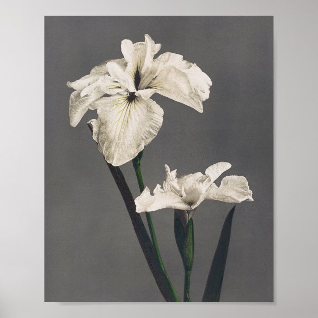 Iris - fotografi av färgaden - Japan Poster (Framsidan)