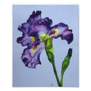 Iris Fototryck
