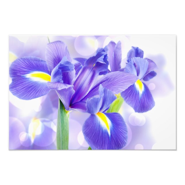 Iris fototryck (Framsidan)