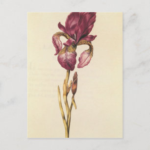 Iris, från La Guirlande de Julie, c.1642 Vykort
