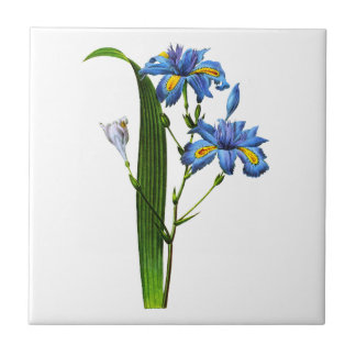 Iris Frangee av Joseph Pierre Redoute Kakelplatta