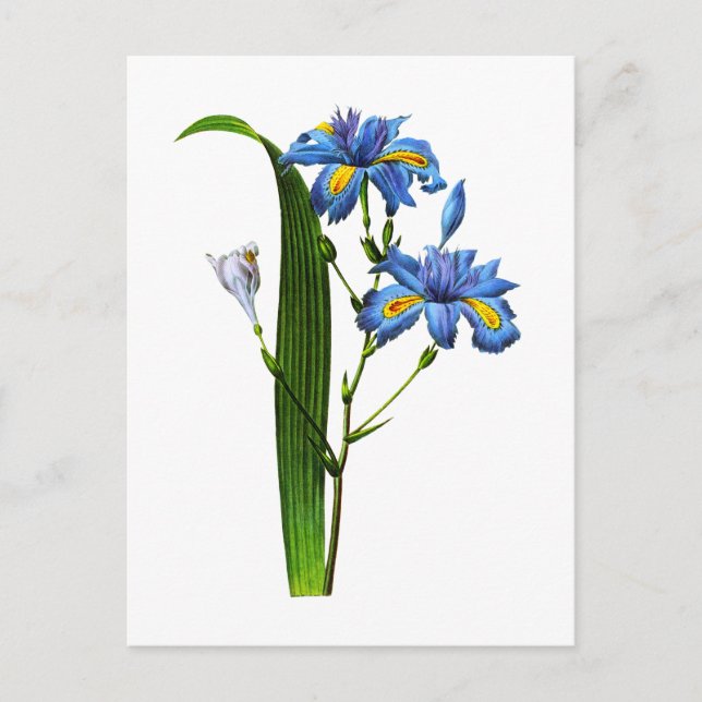 Iris Frangee av Joseph Pierre Redoute Vykort (Framsida)
