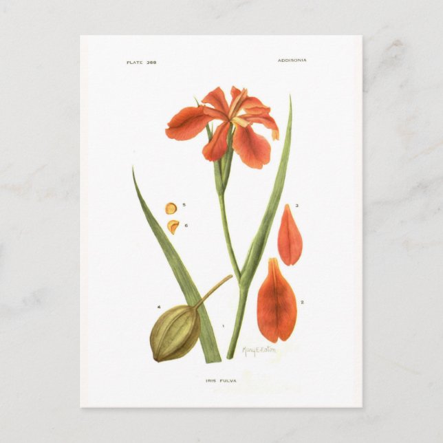 Iris fulva vykort (Framsida)