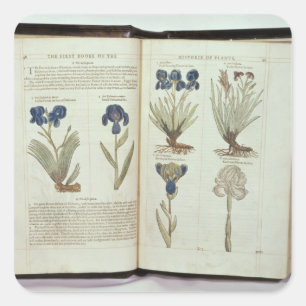 Iris Fyrkantigt Klistermärke