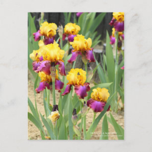 Iris "Gala Madrid" [vykort] Vykort