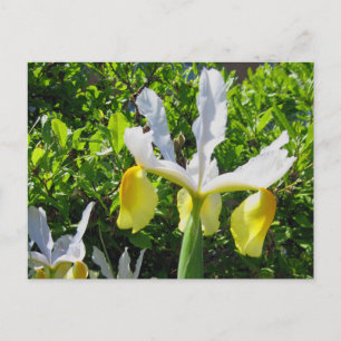 Iris Garden Postcard Vykort