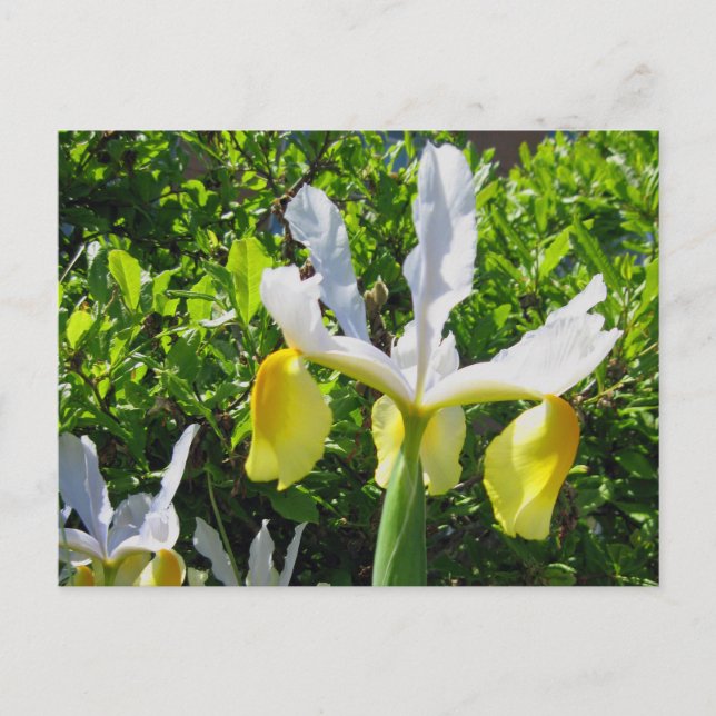 Iris Garden Postcard Vykort (Framsida)