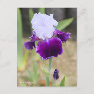 Iris "Gay Parasol" [vykort] Vykort