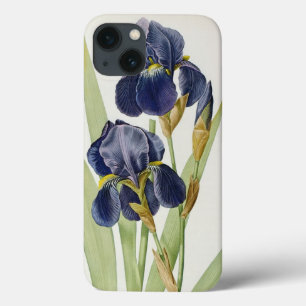 Iris Germanica, från "Les Liliacees", 1805