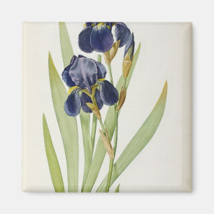 Iris Germanica, från "Les Liliacees", 1805 Magnet