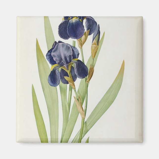 Iris Germanica, från "Les Liliacees", 1805 Magnet (Framsidan)