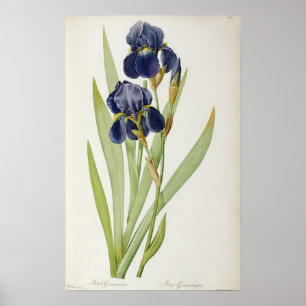 Iris Germanica, från "Les Liliacees", 1805 Poster
