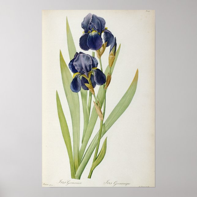 Iris Germanica, från "Les Liliacees", 1805 Poster (Framsidan)