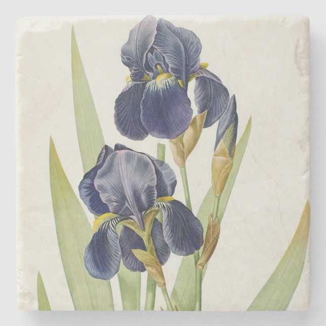 Iris Germanica, från "Les Liliacees", 1805 Underlägg Sten (Framsidan)
