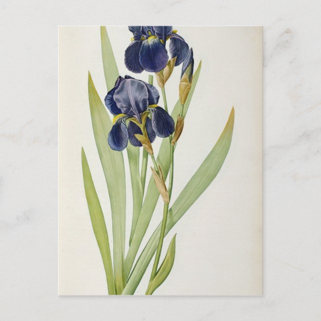 Iris Germanica, från "Les Liliacees", 1805 Vykort (Framsida)