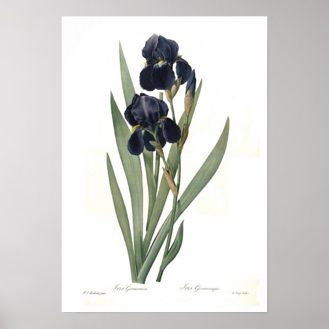 Iris germanica poster (Framsidan)