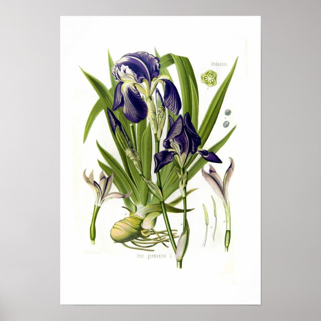 Iris germanica poster (Framsidan)