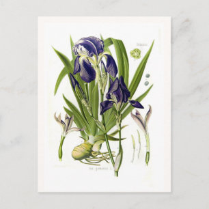 Iris germanica vykort