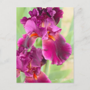 Iris "Gypsy Romantik":vykort Vykort