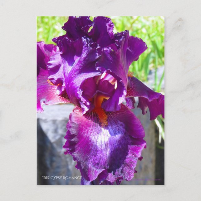 Iris "Gypsy Romantik"   [vykort] Vykort (Framsida)
