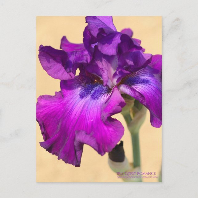 Iris "Gypsy Romantik"   [vykort] Vykort (Framsida)