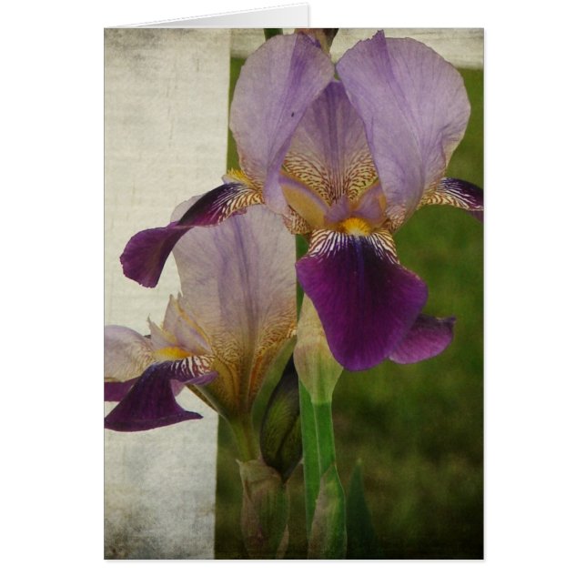 Iris Hälsningskort (Framsidan)