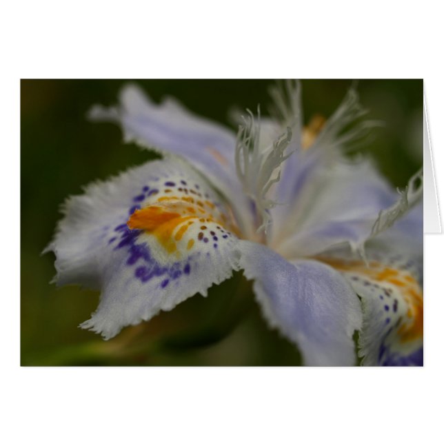 Iris Hälsningskort (Framsidan Horizontal)