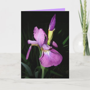 IRIS HELGKORT