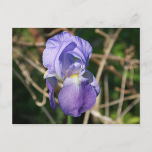 Iris i Bloom Vykort