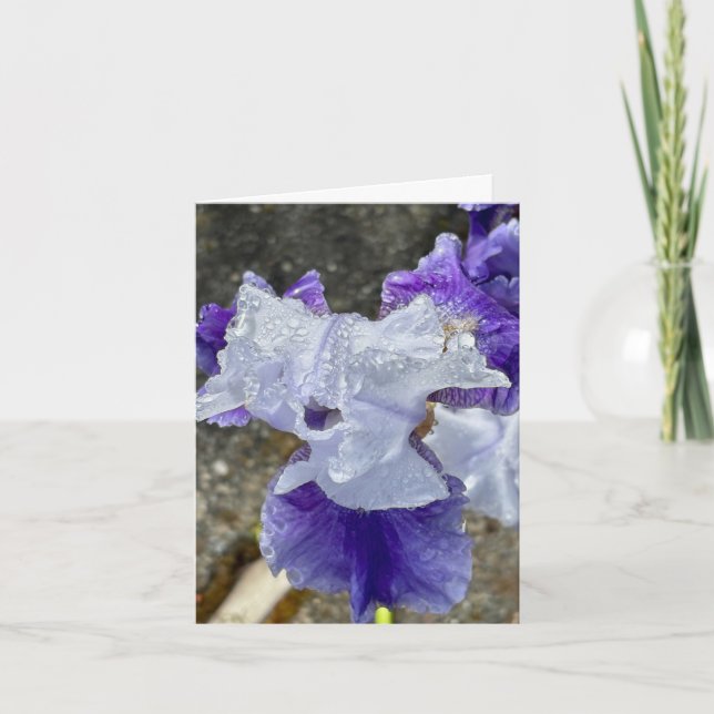 Iris i dagg tack kort (Framsida)